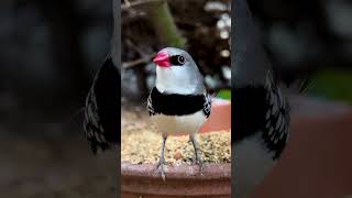 Diamond firetail finch 🤩 [upl. by Hodgson]