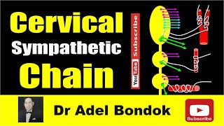 Cervical Sympathetic Chain Dr Adel Bondok Making Anatomy Easy [upl. by Ger]