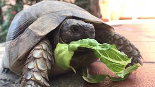 Schildkröten Besuch am Ferienhaus 1151 ENTDECKE SARDINIEN [upl. by Aivato59]