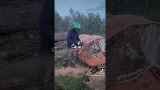 MFJ Joe Johnson ported chainsaw builds Stihl MS500i vs Husqvarna 390XP vs 572XP dumping chips [upl. by Tenney]