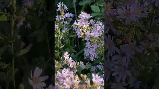 Asters in my garden [upl. by Enirehtacyram315]