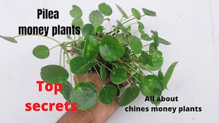 Care Money Plant  How to grow and care chinese money plant pilea in hindi [upl. by Hunfredo665]