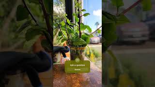 Ask us Questions on how to grow in Hydroponics greenthumb hydroponics [upl. by Slrahc328]