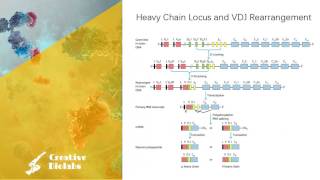 Antibody Diversity  Gene Rearrangement [upl. by Yentuoc]