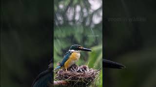 Strange Since when can Kingfisher knit nests birds superzoom nature [upl. by Ecerehs]