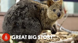 How Quokka Selfies Helped Protect This Adorable Animal [upl. by Yenetruoc]