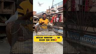 Rescue Kabutar🕊️😄 ko aajad kar diya❤️ kabutar pigeon petsvlog birdslover minivlog shorts [upl. by Atiuqcaj791]