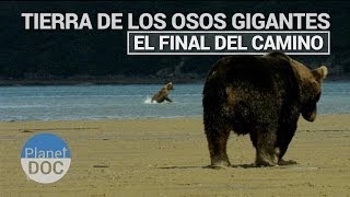 Tierra de Osos Gigantes El final del camino  Naturaleza  Planet Doc [upl. by Lothar]