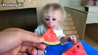 baby monkey eats watermelon [upl. by Izabel]