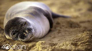 The Marine Mammal Center [upl. by Xam126]