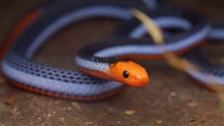 Blue Coral Snake Juvenile Singapore Snakes [upl. by Pogue]