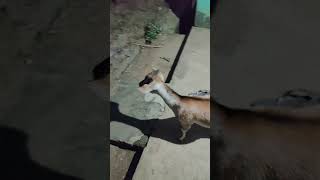 Goat comedygoat dancefunny goat [upl. by Enohs320]