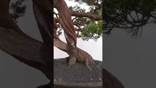 sinensis batang plintiran bonsai inpirasibonsai [upl. by Norha338]