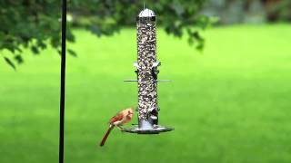 PerkyPet® 2in1 Wild Bird Feeder [upl. by Had]