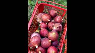 Freshly picked rural life is full of fun The benefits of eating figs for your health Figs are [upl. by Perron886]