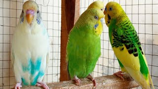 8 Hr Budgies Chirping Talking Singing Parakeets Sounds Reduce Stress  Relax to Nature Bird Sounds [upl. by Benedicto673]