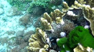 amphiprion mccullochi in the Wild at Lord howe Island [upl. by Anderegg589]