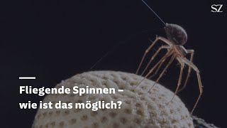 Spinnen können fliegen – wie machen die Tiere das [upl. by Ynnel]