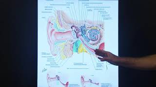 Eustachian Tube Dysfunction [upl. by Ardnossak233]