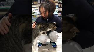 I was chosen by a bodega cat in Brooklyn cat [upl. by Philender]