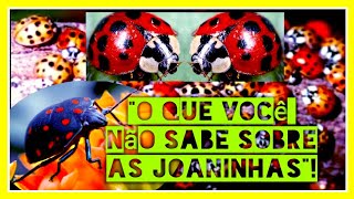 curiosidadeo que você não sabe sobre as JOANINHAS [upl. by Tommi230]