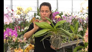 DES PROBLÈMES AVEC VOS ORCHIDÉES  ASTUCES ET SOLUTIONS PRATIQUES POUR Y REMÉDIER Phalaenopsis [upl. by Siuraj161]