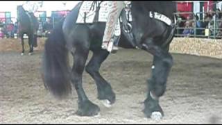 Caballo Friesian [upl. by Tressa]