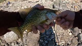 Crappie Prineville Reservoir so much fun [upl. by Kcirrej]