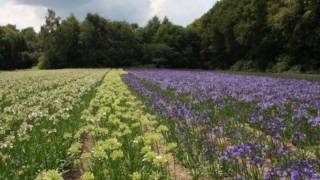 De Nederlandse Piet Panthus dagen [upl. by Loyce248]