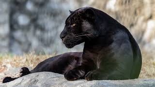 Black panther sound effect loudly roaring hissing and growling big cat scares animal sounds free [upl. by Anatsirhc]