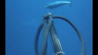 spearfishing wahoo nsyg style [upl. by Cheadle]