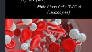 Human Blood Cells bonemarrow bloodcells redbloodcells whitebloodcells bloodcirculation bones [upl. by Eslud]