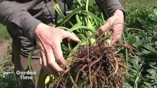 Dig Divide and Plant Daylilies [upl. by Talya367]