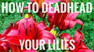 How to deadhead your lilies [upl. by Laurel]