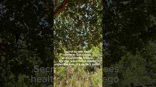 Oak trees will stress without their fallen oak leaves on the ground to provide natural mulch [upl. by Terence]