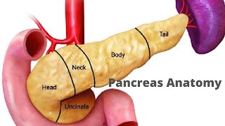 Pancreas anatomy fmge neetpg usmle [upl. by Almita620]