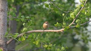 红尾伯劳 Brown Shrike [upl. by Ayle99]