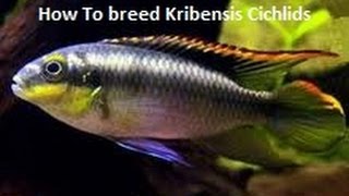 How To breed Kribensis Cichlids [upl. by Enneyehc]