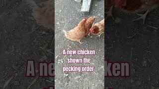 Pecking order homestead chicken peckingorder pecking subdue facedown [upl. by Easton]