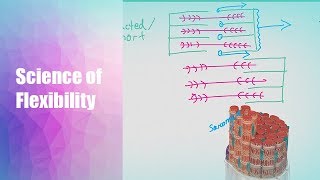 Science of Flexibility and Mobility  PART 1  Sarcomeres amp Sliding Filament Theory [upl. by Airamat]