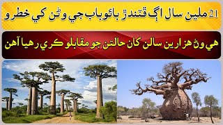 How did the baobab tree survive for thousands of years [upl. by Aikan950]