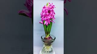 Growing Hyacinthus orientalis Time Lapse [upl. by Clerc]