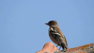 Cinteza cantand Chaffinch [upl. by Adigun]