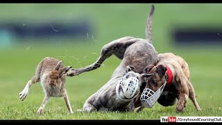 dog vs rabbit race 2024  greyhound coursing  racing greyhounds [upl. by Lorelie]