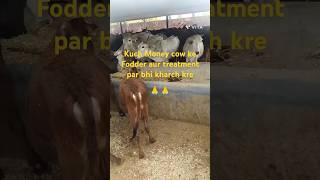 Good habit cow fodder GauvSevaytshortshortsShortsfeedkhre [upl. by Mcdermott]