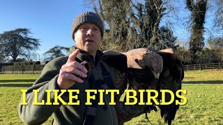 FALCONRY TRAINING ROPE FITNESS amp other top tips with eagles Harris hawk redtail and goshawk [upl. by Dnomyar]