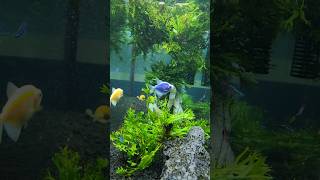 Tetras ready for dinner aquarium asmrsounds colors green [upl. by Ailemaj]