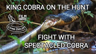 Deadly venomous King cobra on the hunt vs Spectacled cobra and Malabar pit viper Indian snakes [upl. by Durand273]