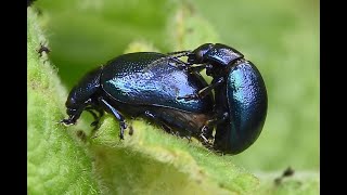 Blauwe muntgoudhaan Chrysolina coerulans copula en larven [upl. by Indira]