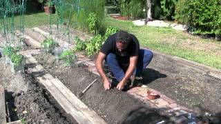 GinosGardens the planting of garlic amp bunching onions 110 [upl. by Assilram931]